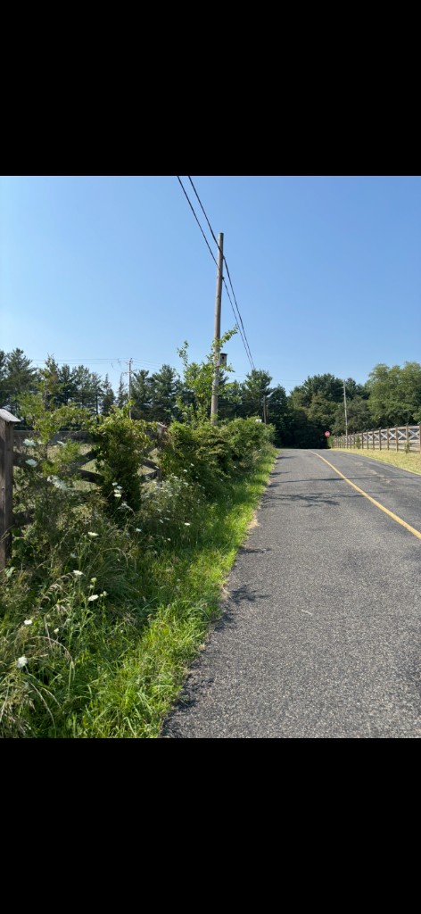 Overgrown fence line with tall grass and wildflowers